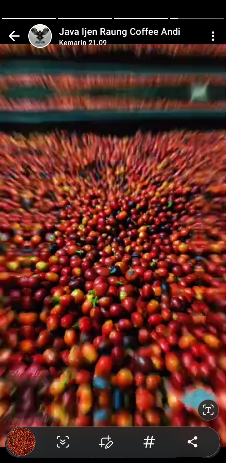 Coffee Plantation