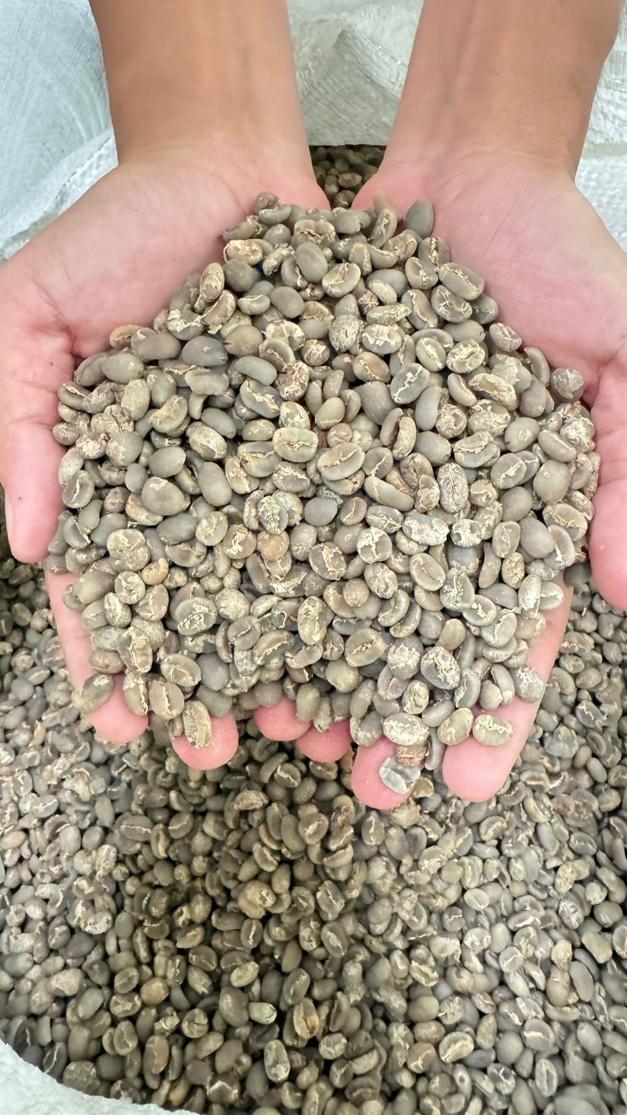 Mengenal Metode Pengolahan Kopi B2B: Wet Processed vs Dry Processed